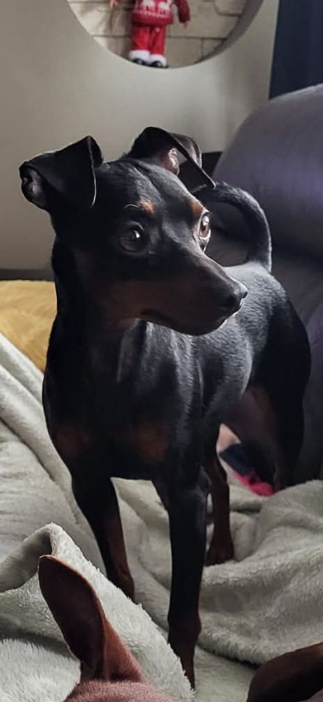 Trésore des Princes Pinscher