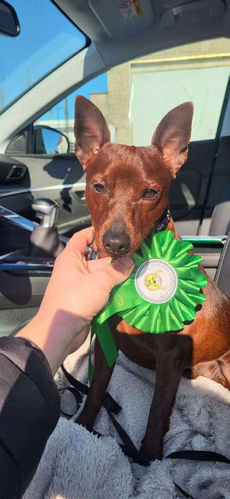 Vlad des Princes Pinscher