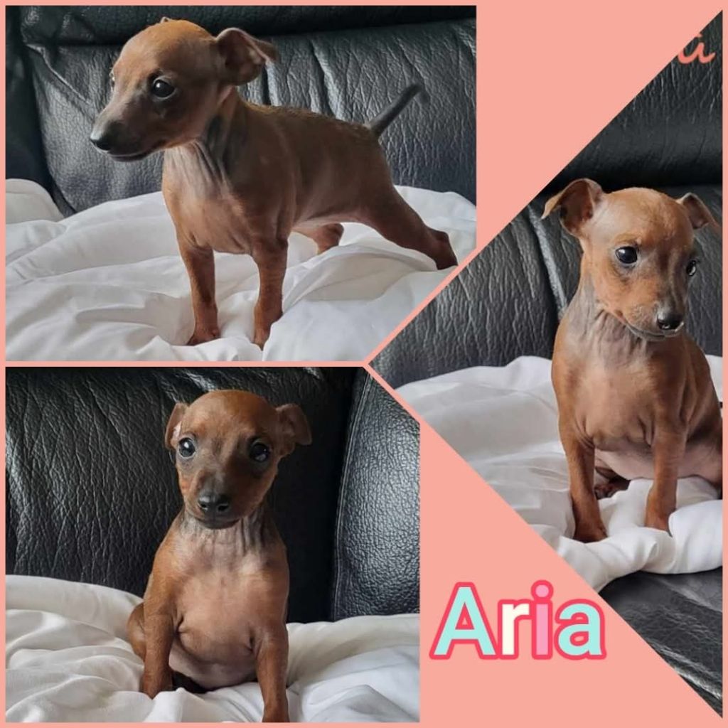 Jessica Savary - Chiots disponibles - Pinscher nain
