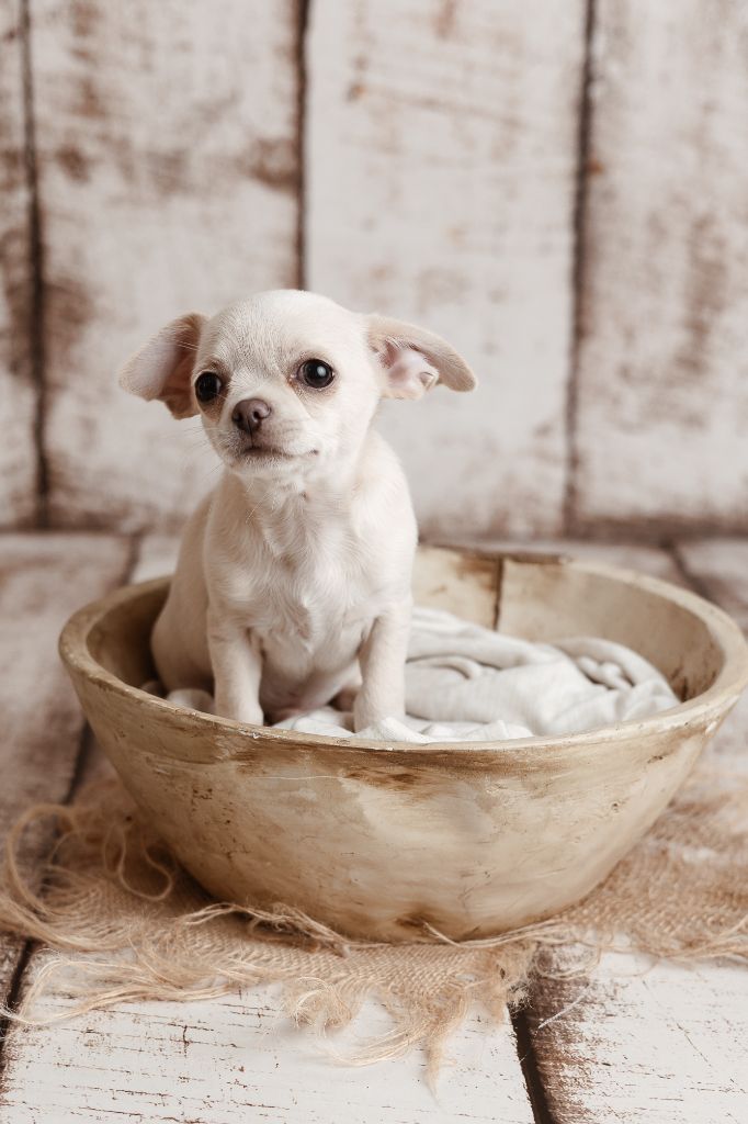 Jessica Savary - Chiots disponibles - Chihuahua