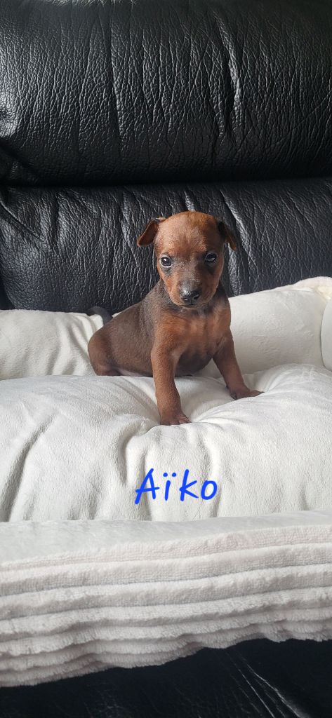 Jessica Savary - Chiots disponibles - Pinscher nain