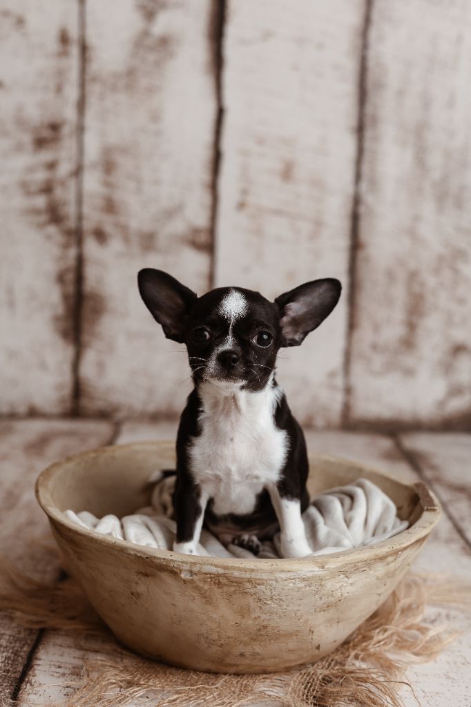 Jessica Savary - Chiots disponibles - Chihuahua