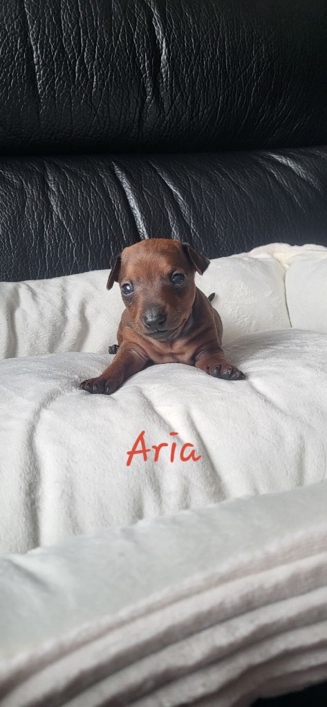 Jessica Savary - Chiots disponibles - Pinscher nain