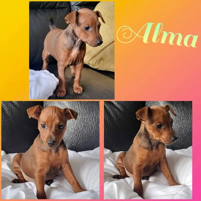 Alma
