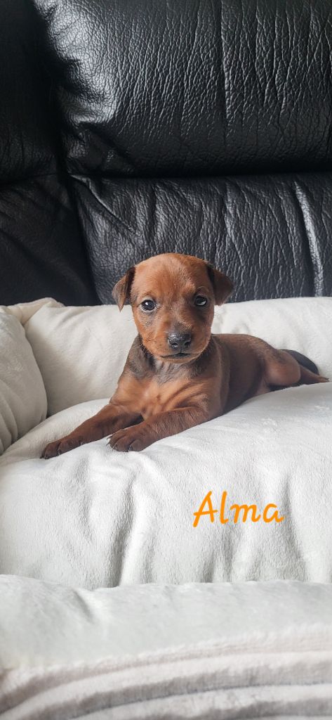 Jessica Savary - Chiots disponibles - Pinscher nain