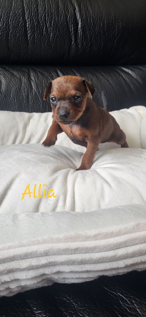 Jessica Savary - Chiots disponibles - Pinscher nain