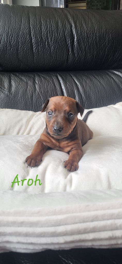 Jessica Savary - Chiots disponibles - Pinscher nain